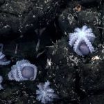 Изучаем подводный мир в рыболовных симуляторах: новые горизонты развлечения