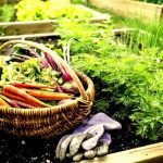 Виртуальное садоводство: основа для реального сада